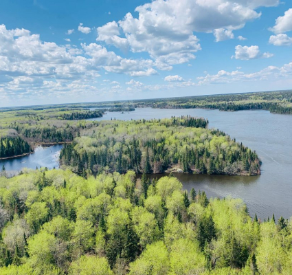 Forest View